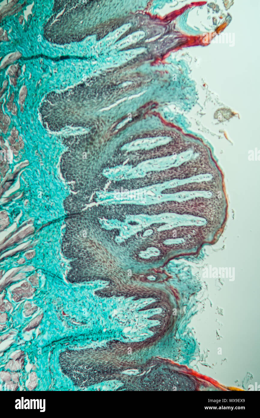 Langue maternelle dans le singe, papilles 100x Banque D'Images