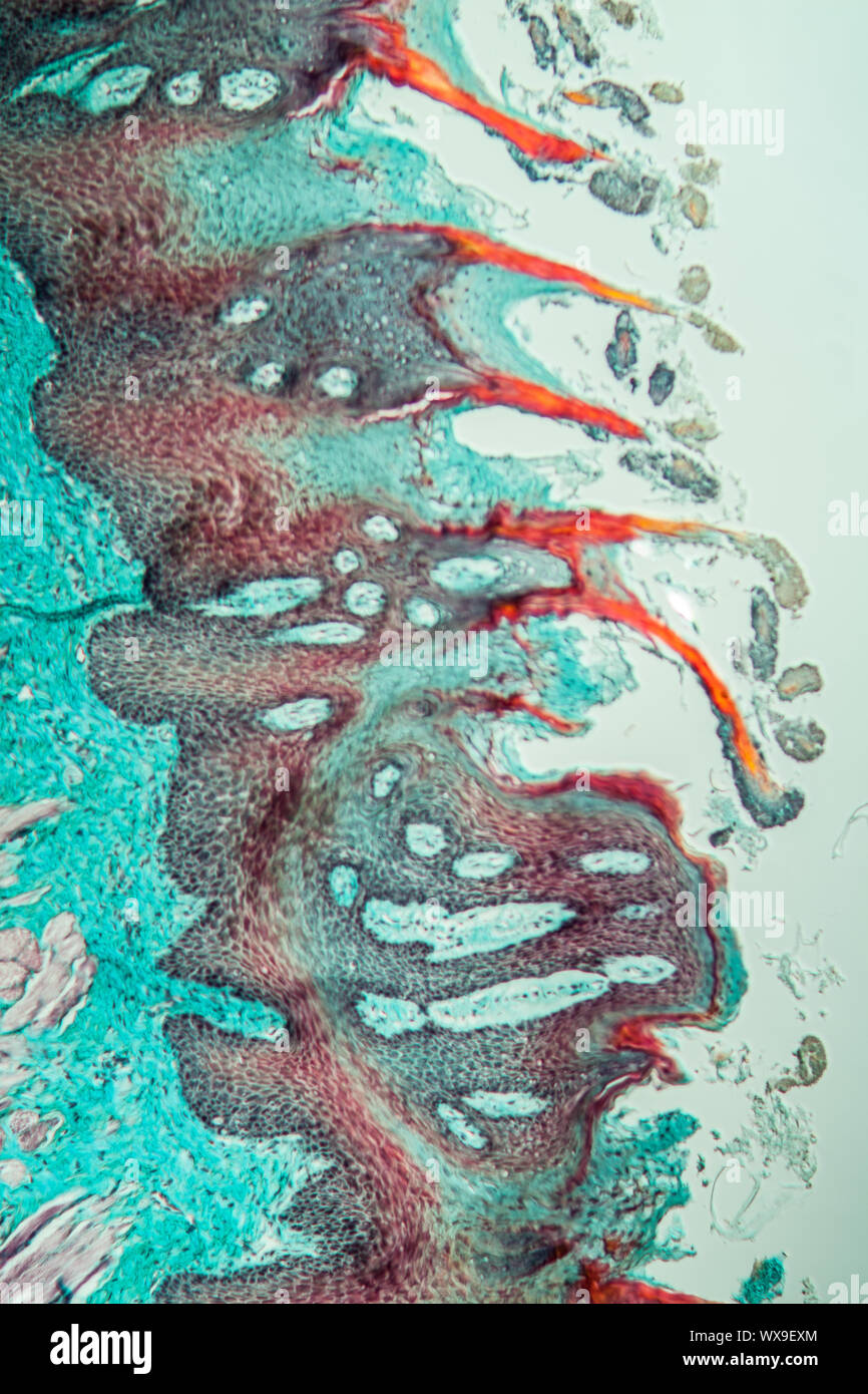 Langue maternelle dans le singe, papilles 100x Banque D'Images