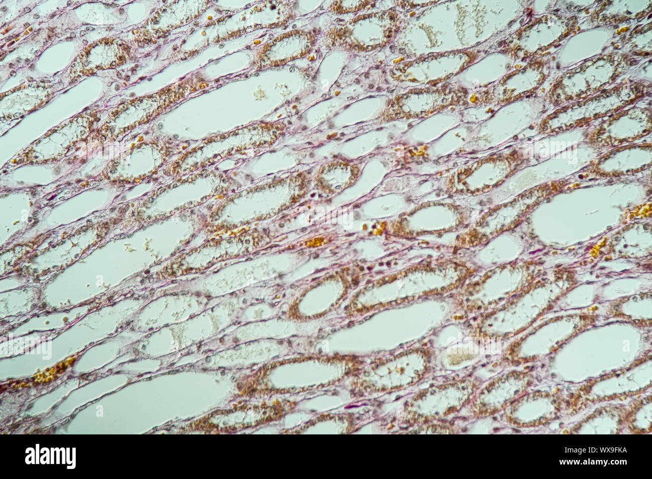 Poumons sains chien lung tissue 200x Banque D'Images