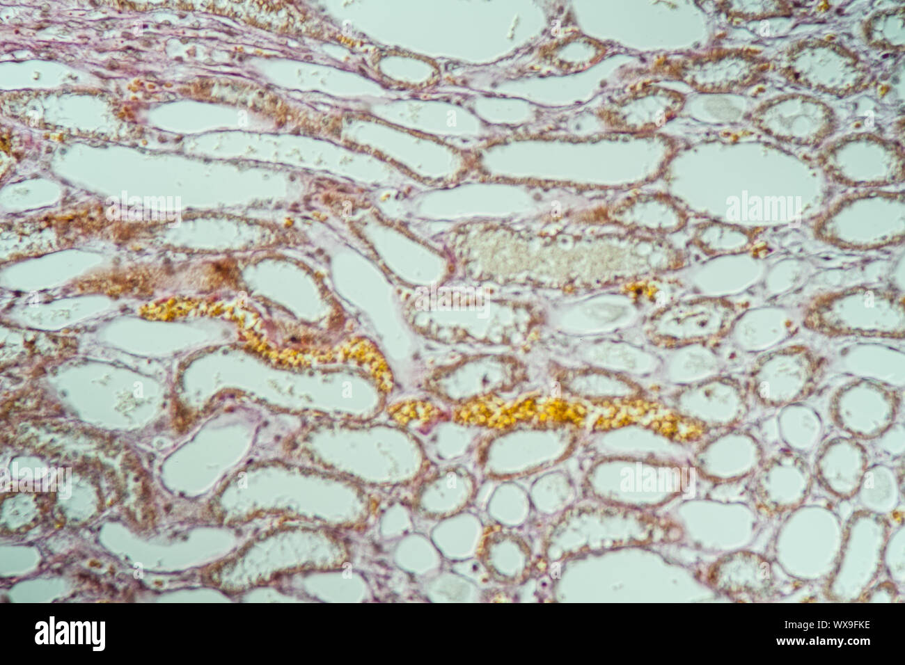 Poumons sains chien lung tissue 200x Banque D'Images