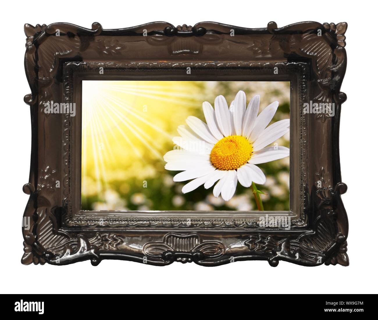 Fleurs marguerite d'été sur une journée ensoleillée Banque D'Images