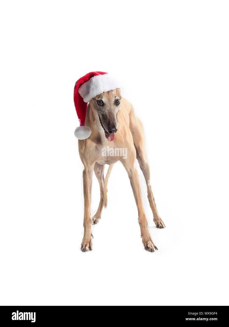 Une couleur fauve dans un Greyhound santa hat Banque D'Images