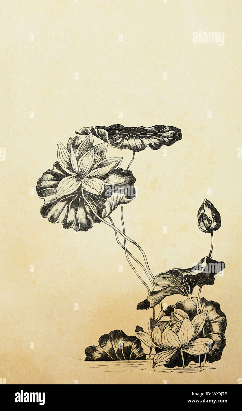 Des fleurs de lotus dans un style art nouveau sur vieux papier Banque D'Images