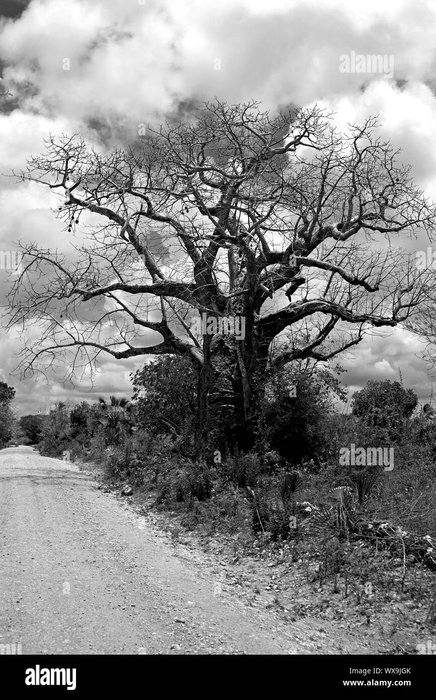 Noir et blanc photo d'un baobab sur l'île de Mafia Banque D'Images