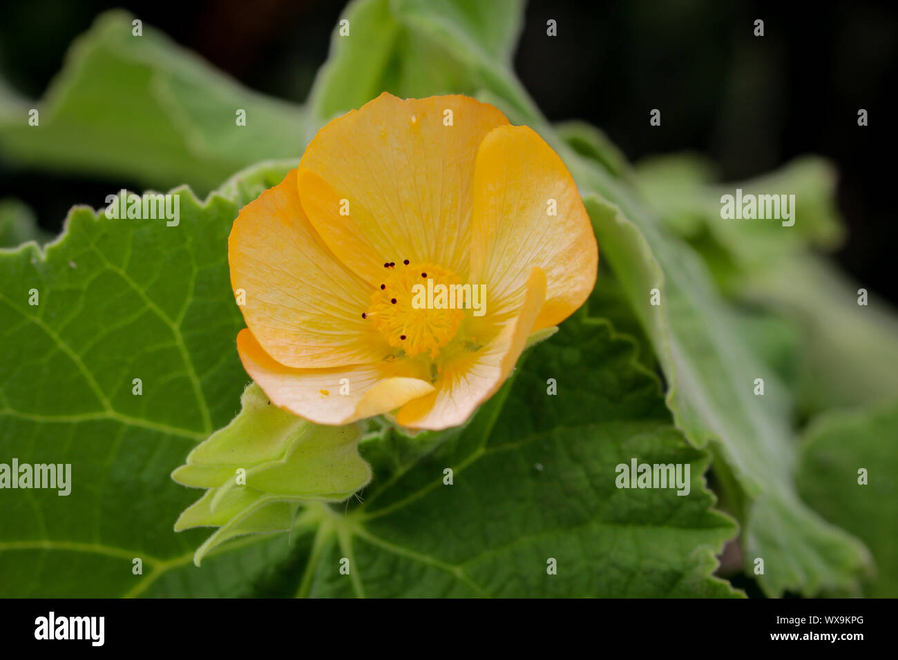Détails d'une fleur de cactus, Banque D'Images