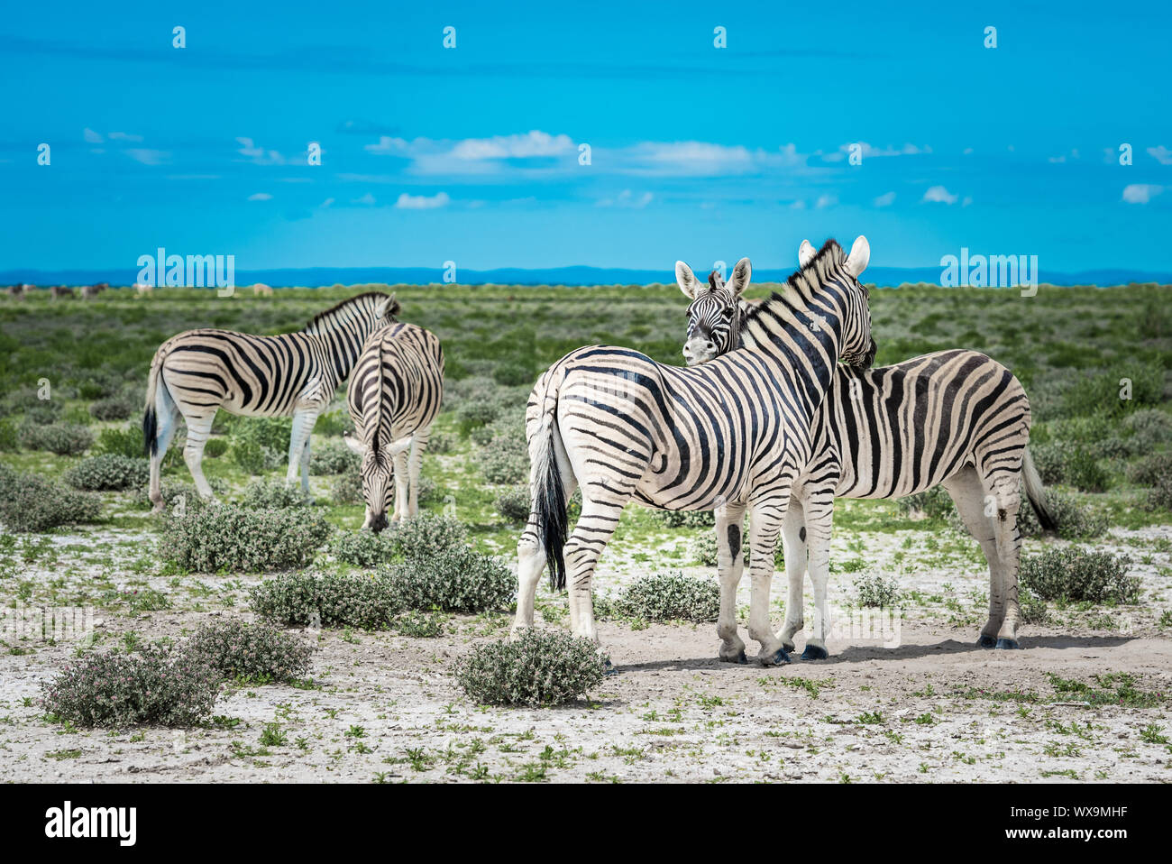 Les zèbres dans le parc national d'Etosha, Namibie Banque D'Images