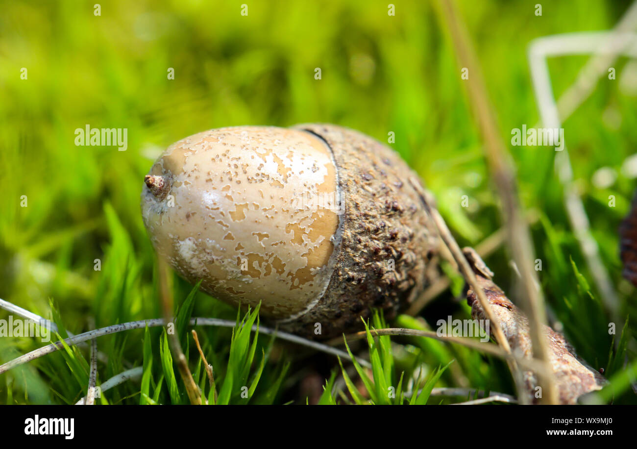Détail de glands sur un chêne, et de glands Banque D'Images