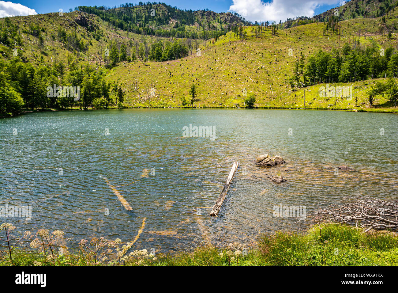 L'un des lacs du parc national de Lure avec des troncs dans l'eau, de l'Albanie Banque D'Images