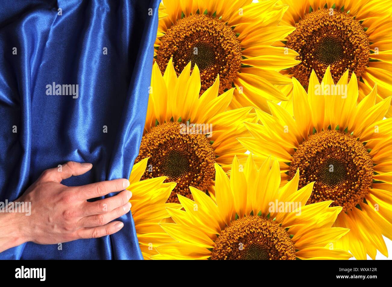 Derrière le rideau de fleurs bleu peut être utilisé comme carte d'anniversaire heureux ou des concept Banque D'Images