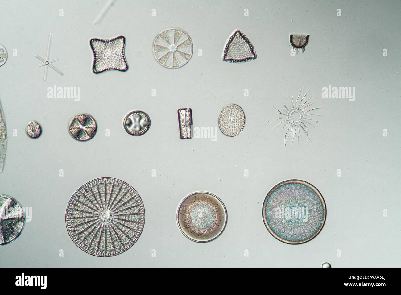 Différents types de diatomées sous le microscope 200x Banque D'Images