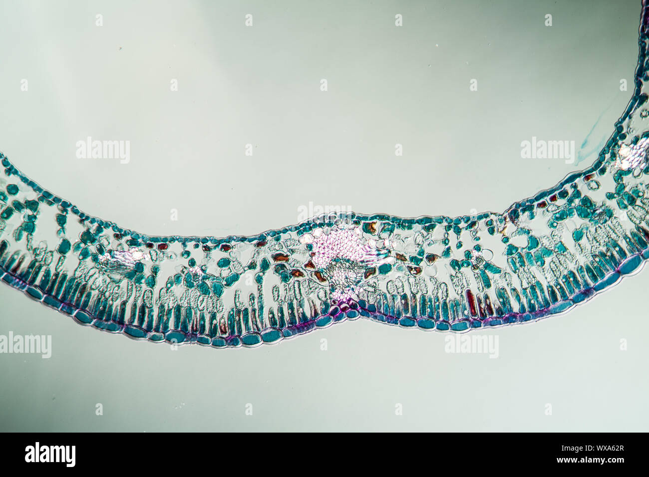 Section de feuilles de canneberge sous le microscope 100x Banque D'Images