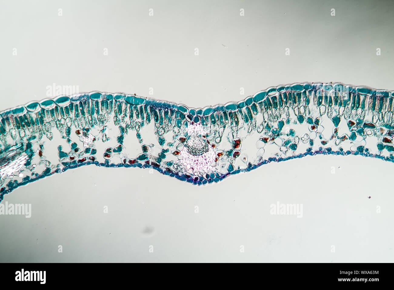 La section des feuilles de canneberge sous le microscope 100x Banque D'Images