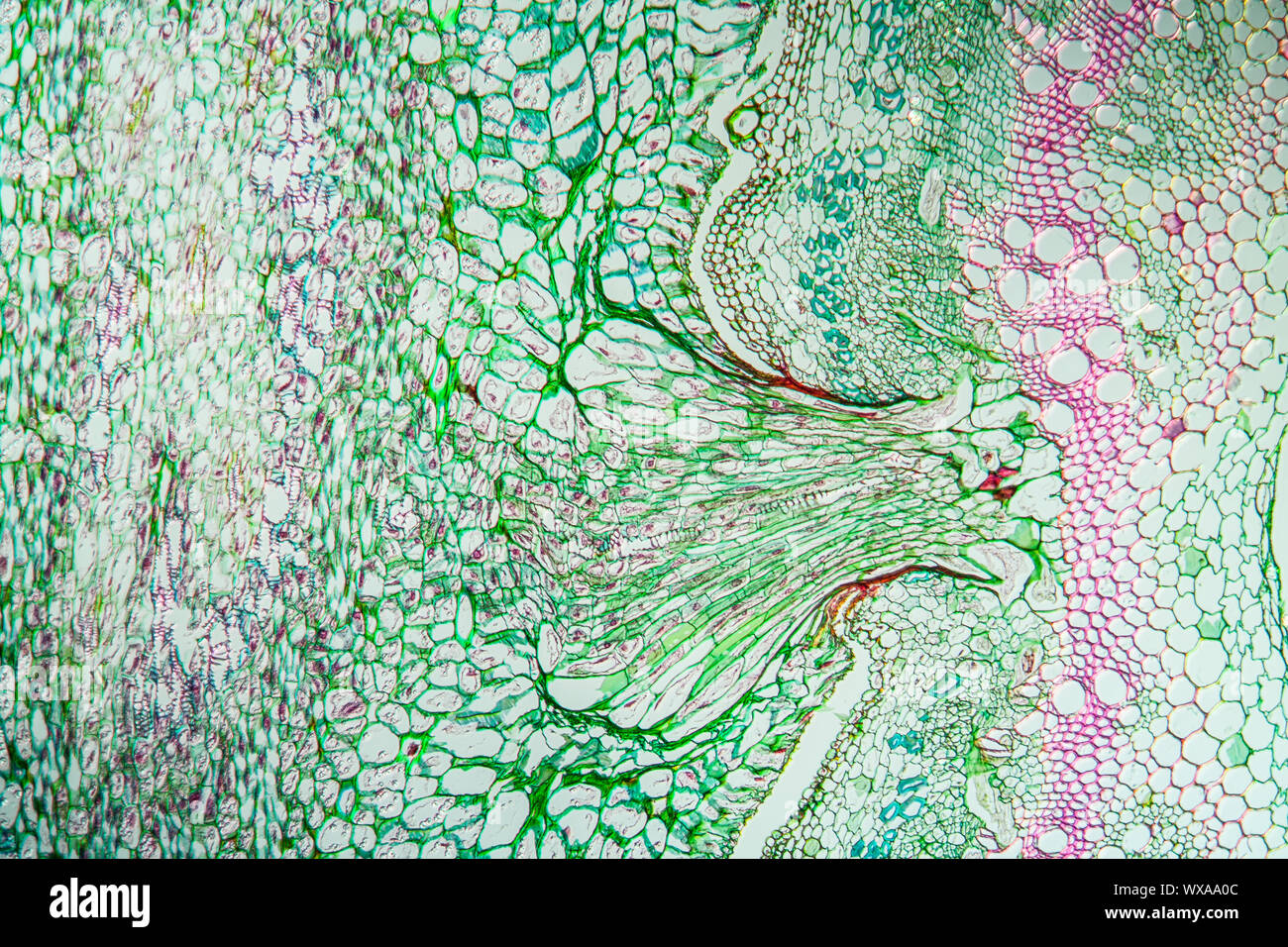 Devil's Twist sur l'ortie plante parasite 100x Banque D'Images