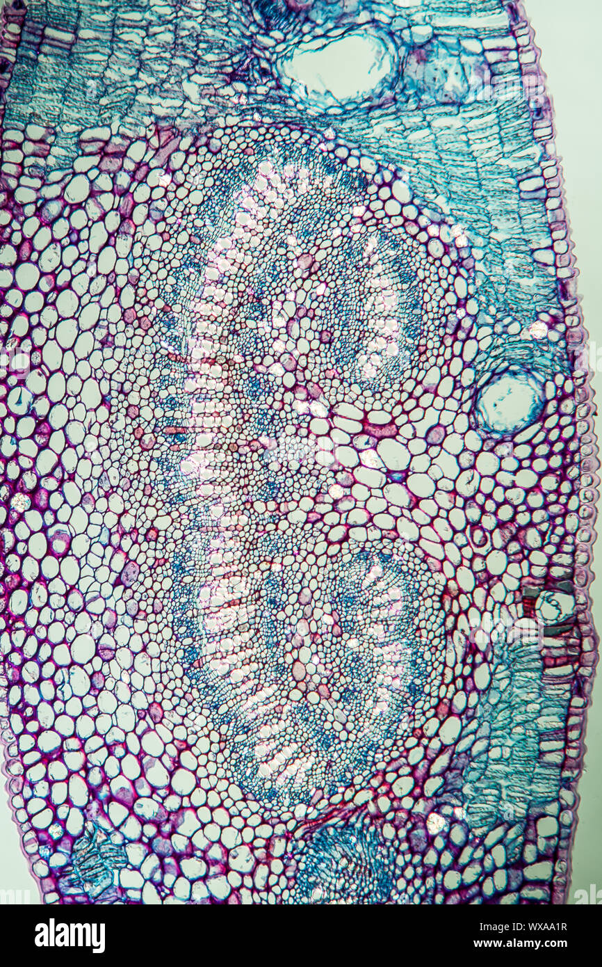 Coupe transversale de feuille d'Eucalyptus leaf 100x Banque D'Images