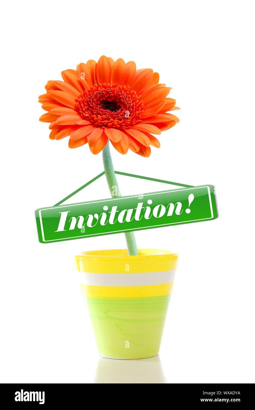 Invitation carte de souhaits avec flower isolated on white Banque D'Images