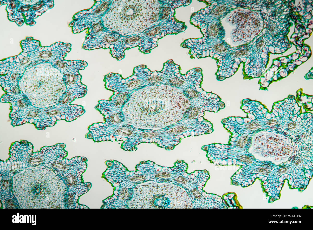 Margarite fleur en cross-section, 100x Banque D'Images
