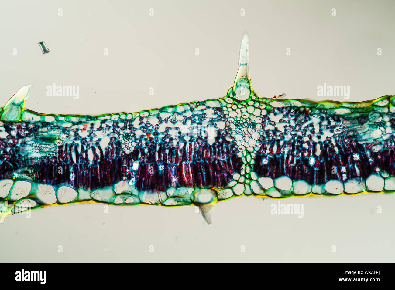 Fig leaf leaf cross section 200x Banque D'Images