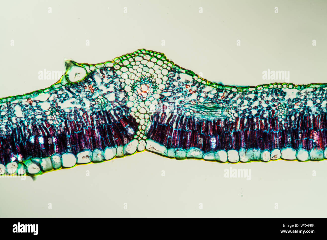 Fig leaf leaf cross section 200x Banque D'Images
