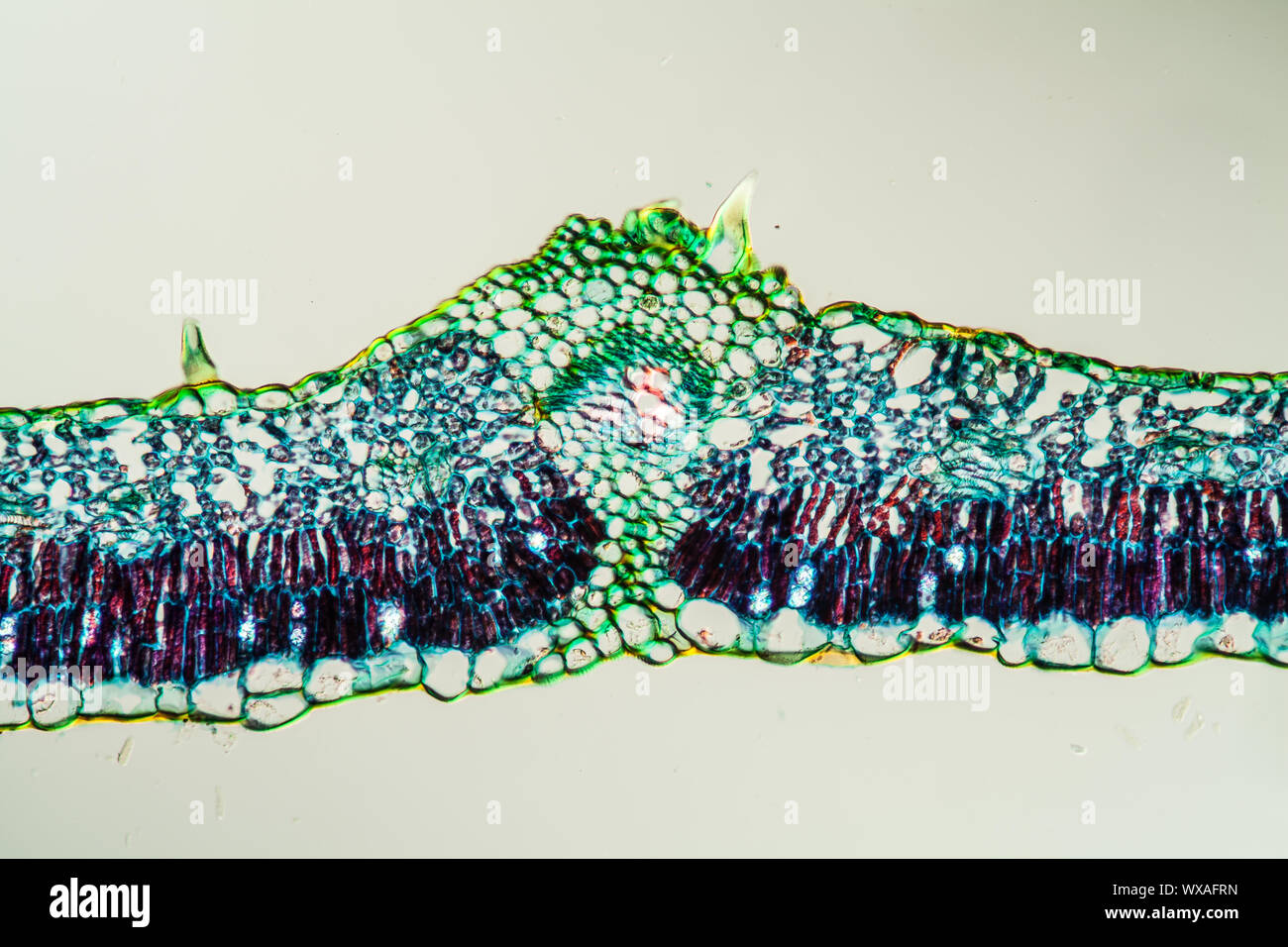 Fig leaf leaf cross section 200x Banque D'Images