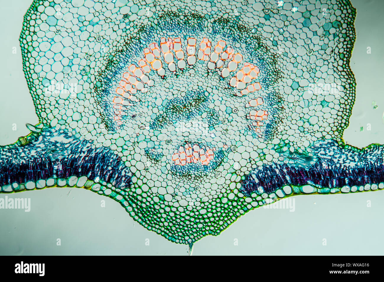 Fig leaf leaf cross section 100x Banque D'Images