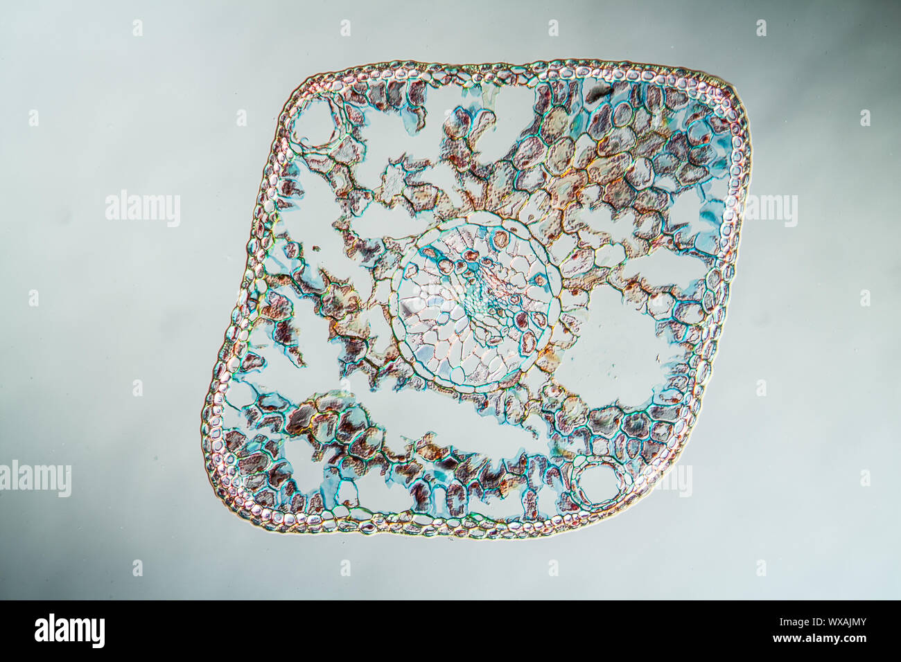 Aiguilles de sapin bleu en section transversale 100x Banque D'Images