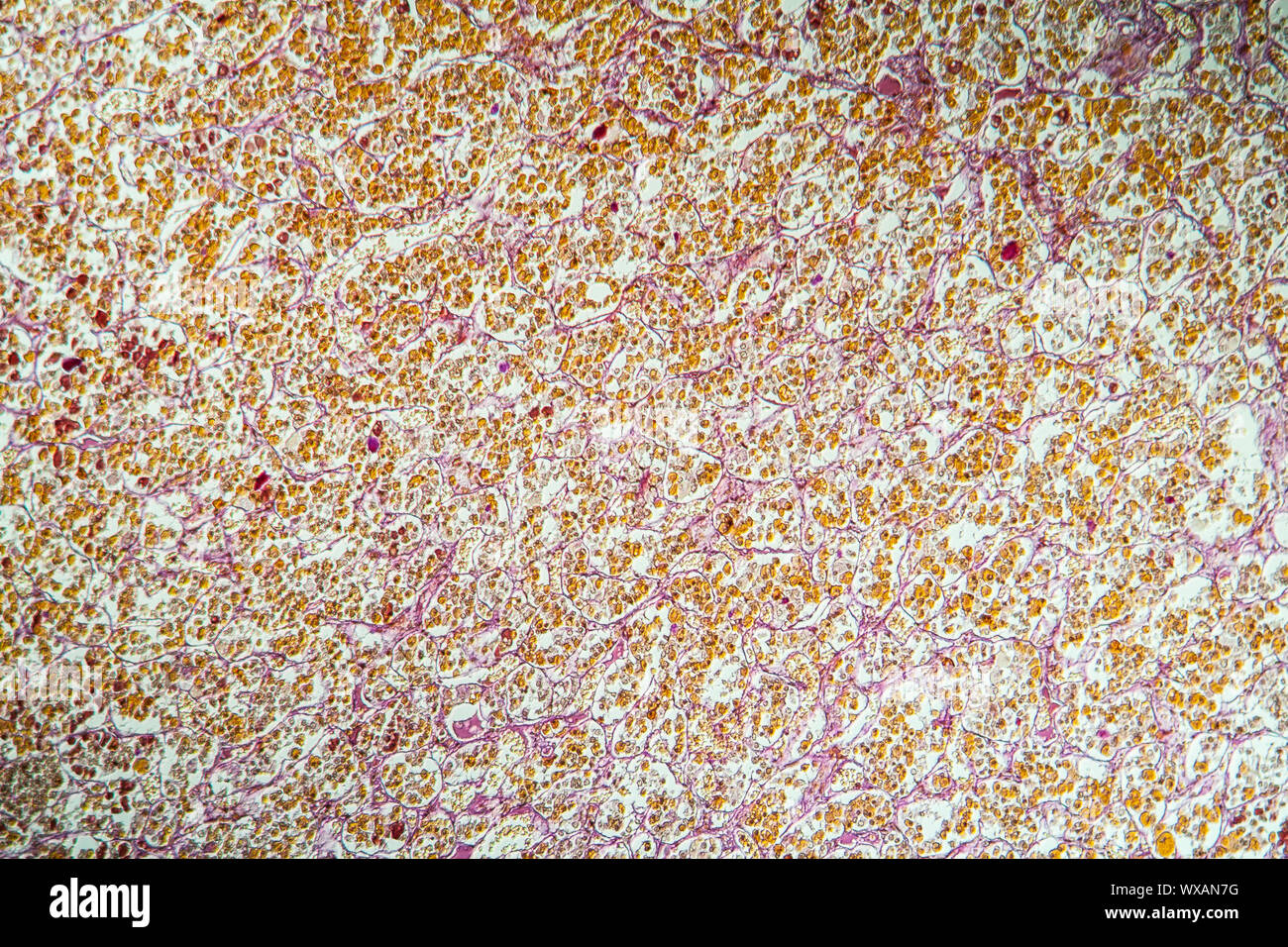 Section de tissu hypophysaire sous le microscope 100x Banque D'Images