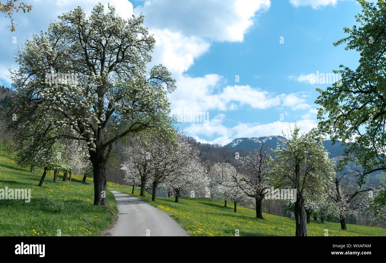 Chemin de campagne menant à travers les prés et les vergers du printemps vert avec blossoming cherry et apple tree Banque D'Images