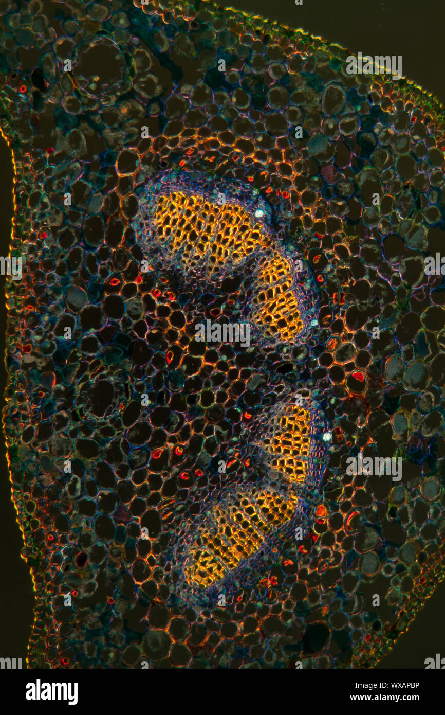 La section transversale de la feuille sous le microscope dans le champ sombre 100x Banque D'Images
