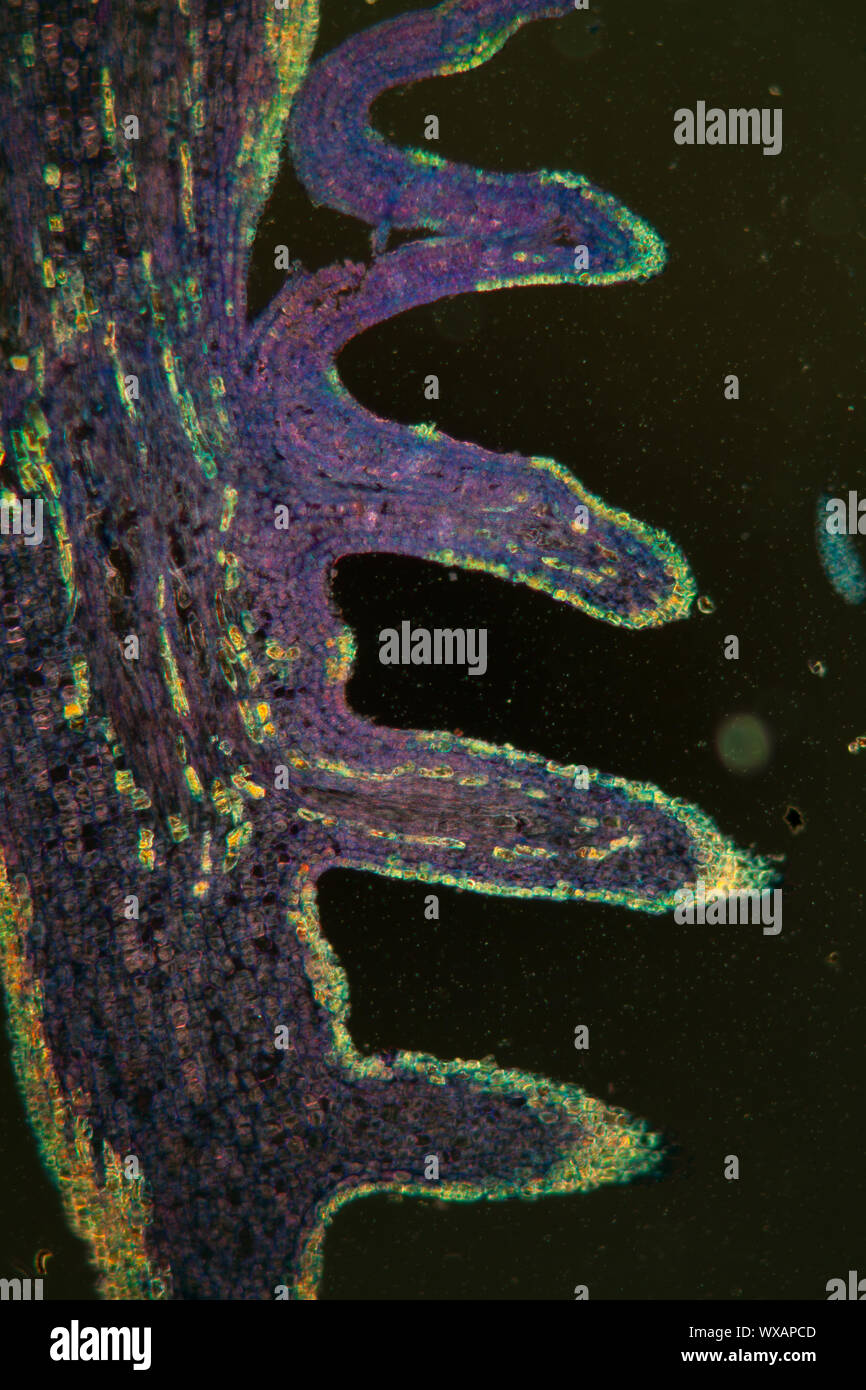 La section transversale de la feuille sous le microscope dans le champ sombre 100x Banque D'Images