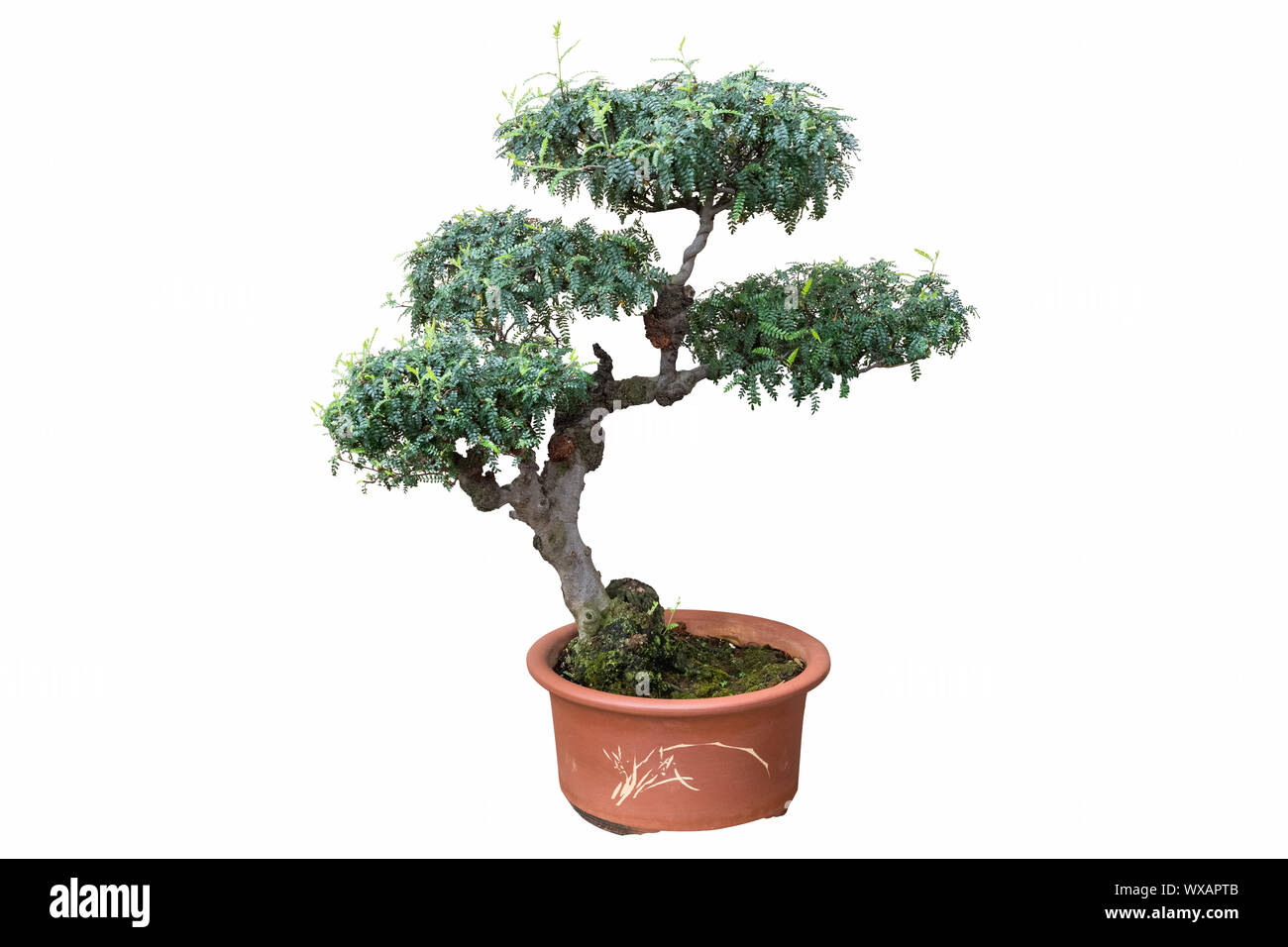 Vieux bonsaï arbre isolé sur blanc Banque D'Images