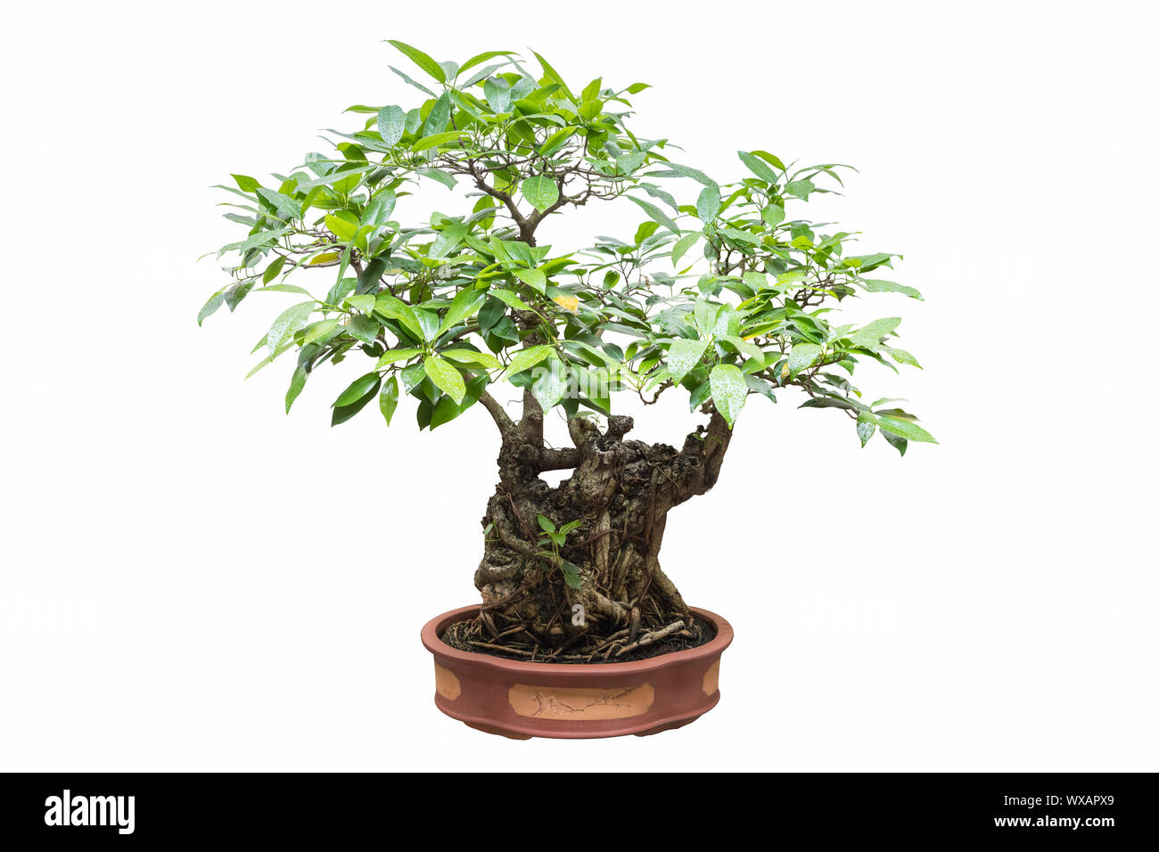 Isolées bonsai banyan Banque D'Images