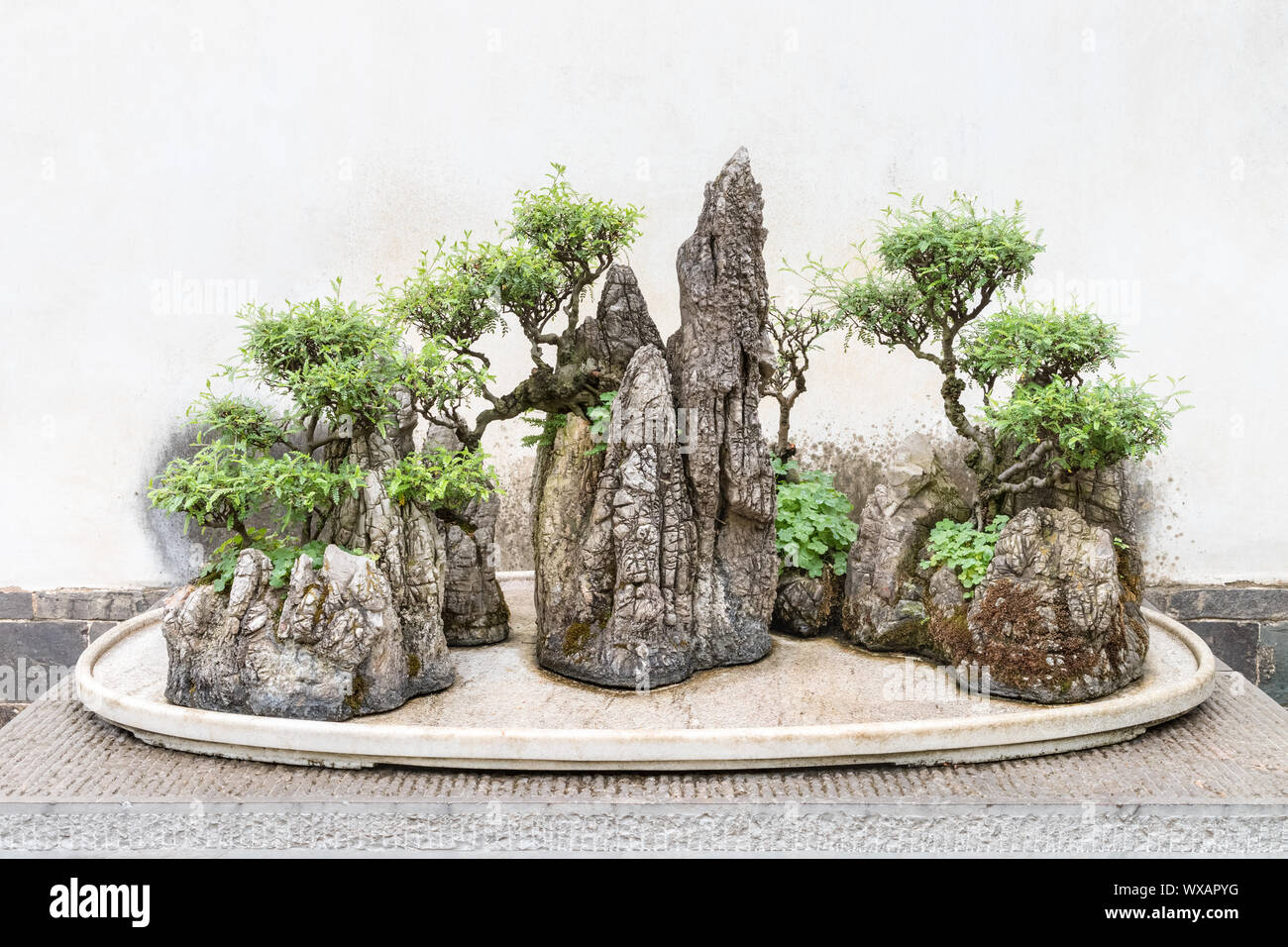 Bonsaï chinois traditionnels Banque D'Images