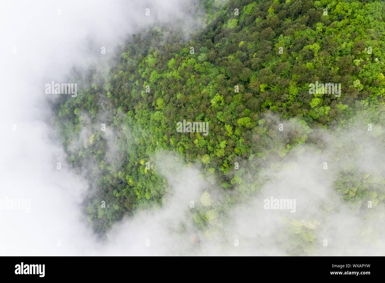 La forêt de montagne au printemps Banque D'Images