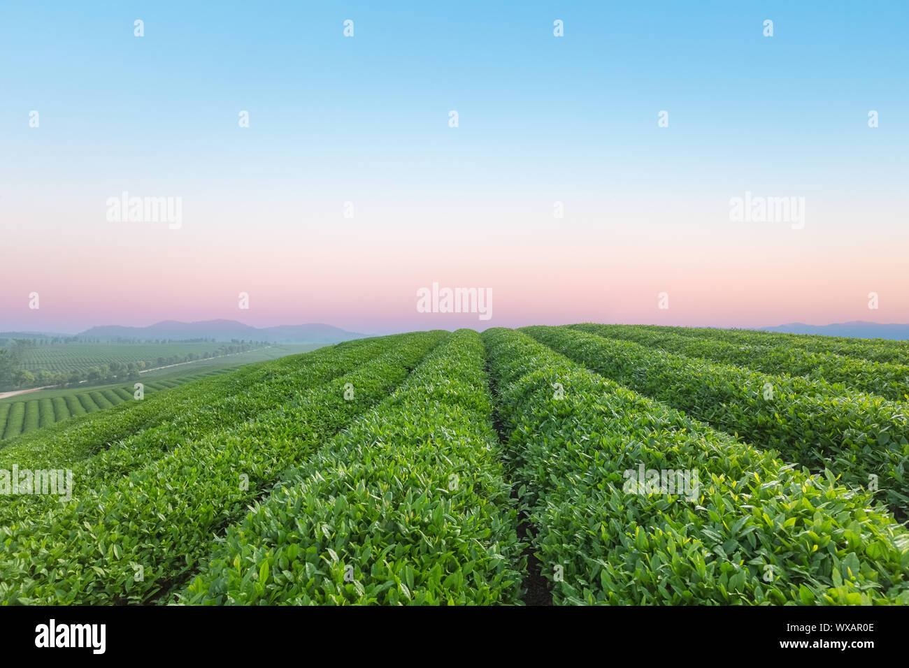 La plantation de thé à l'aube Banque D'Images