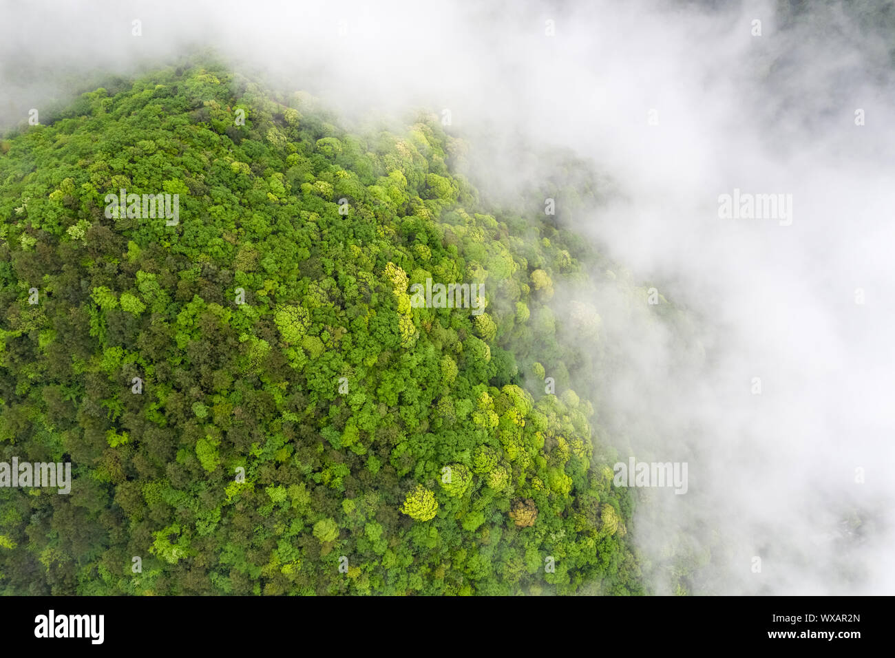 Une épaisse forêt au printemps Banque D'Images