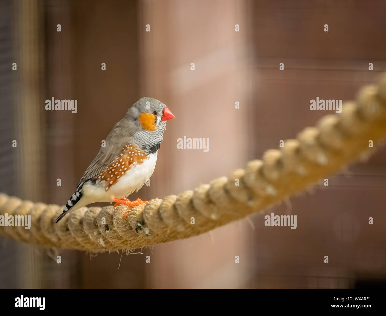 Scieries de diamant mandarin oiseau en cage Photo Stock - Alamy