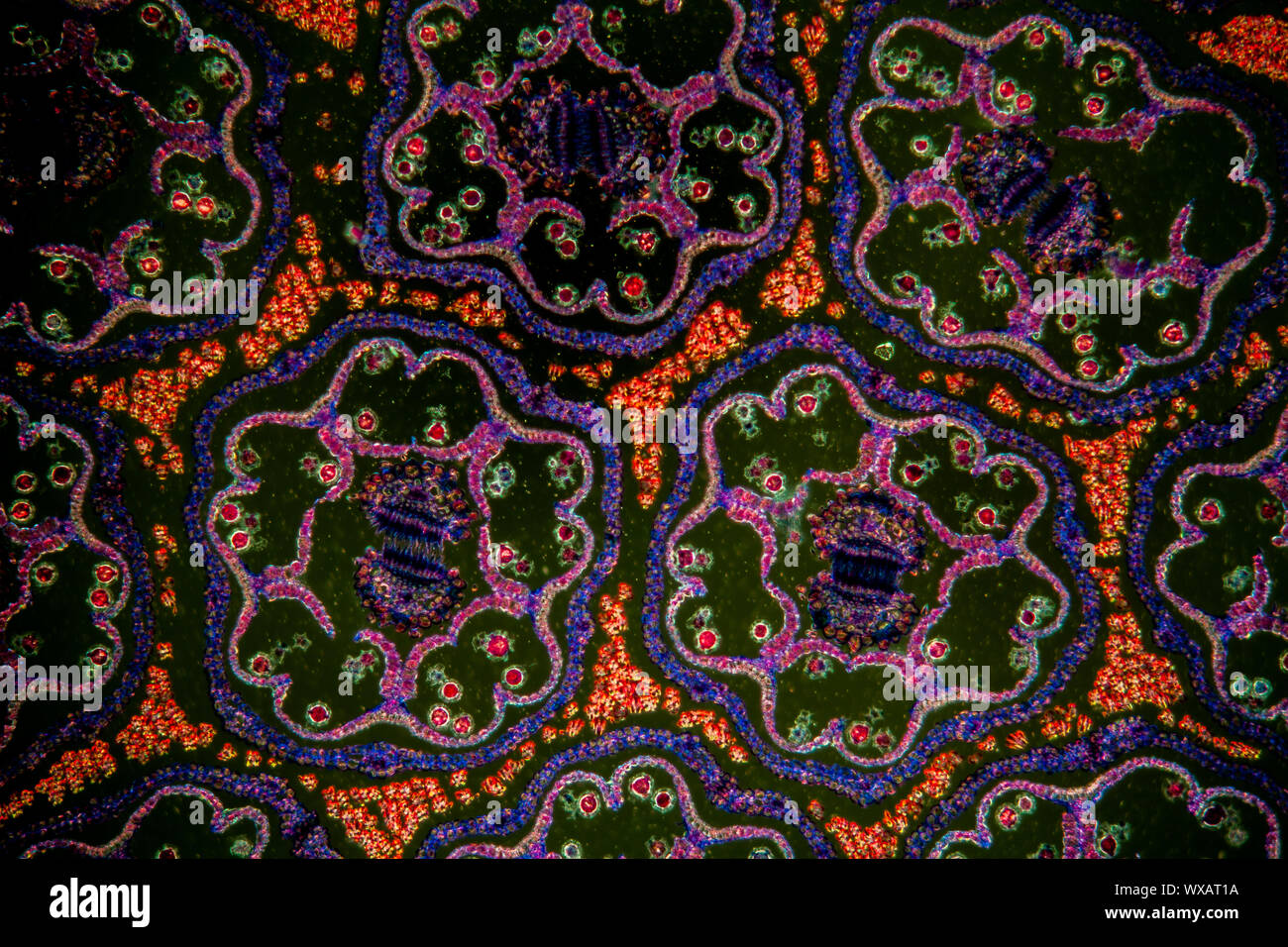 Pissenlit fleur bud cross-section sous le microscope 100x Banque D'Images