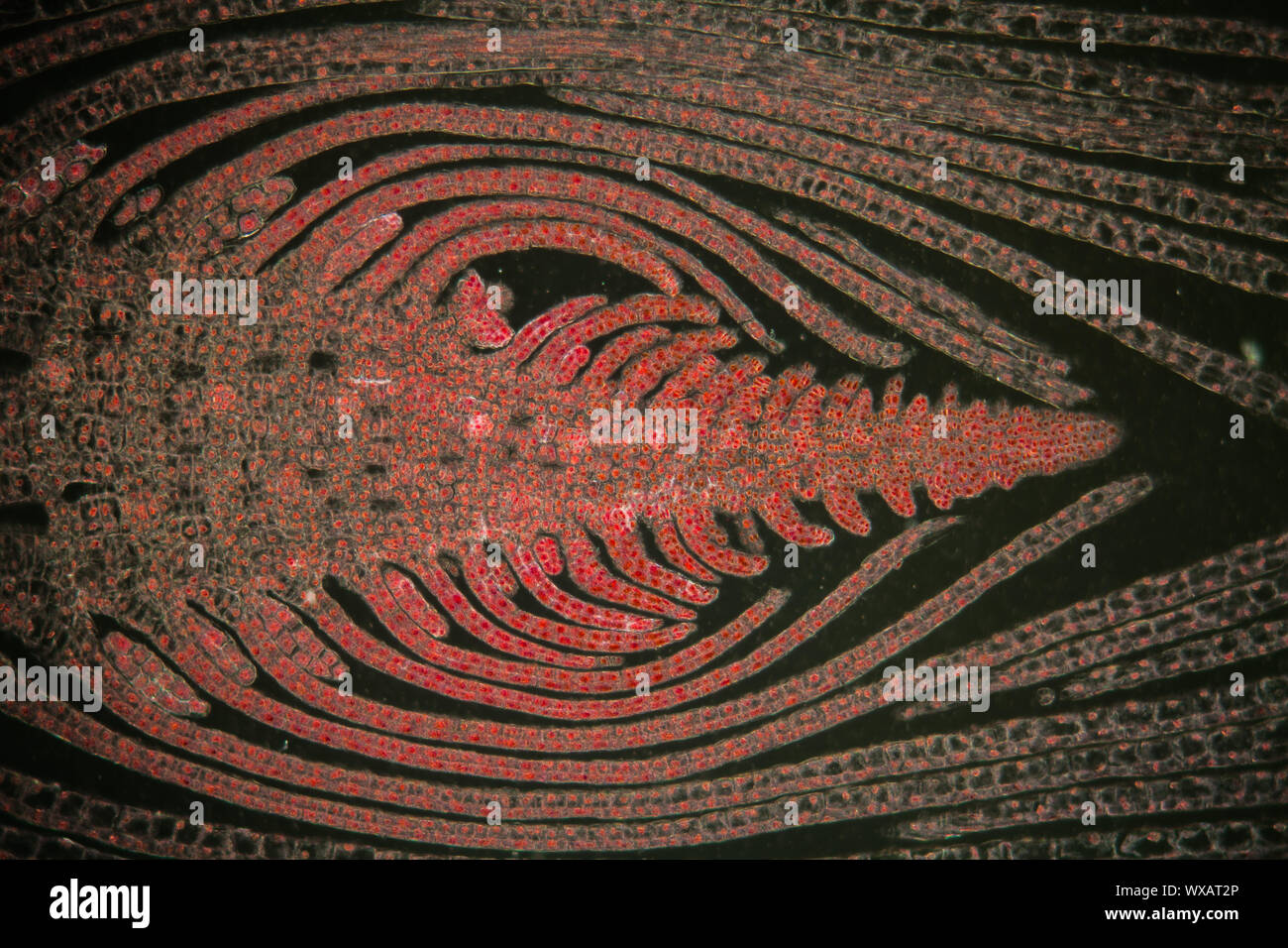 Waterpest cône de la végétation sous le microscope 100x Banque D'Images
