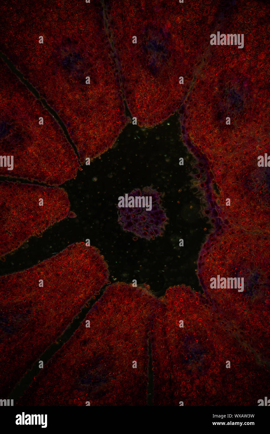 L'embryon en pin section fine sous le microscope 100x Banque D'Images
