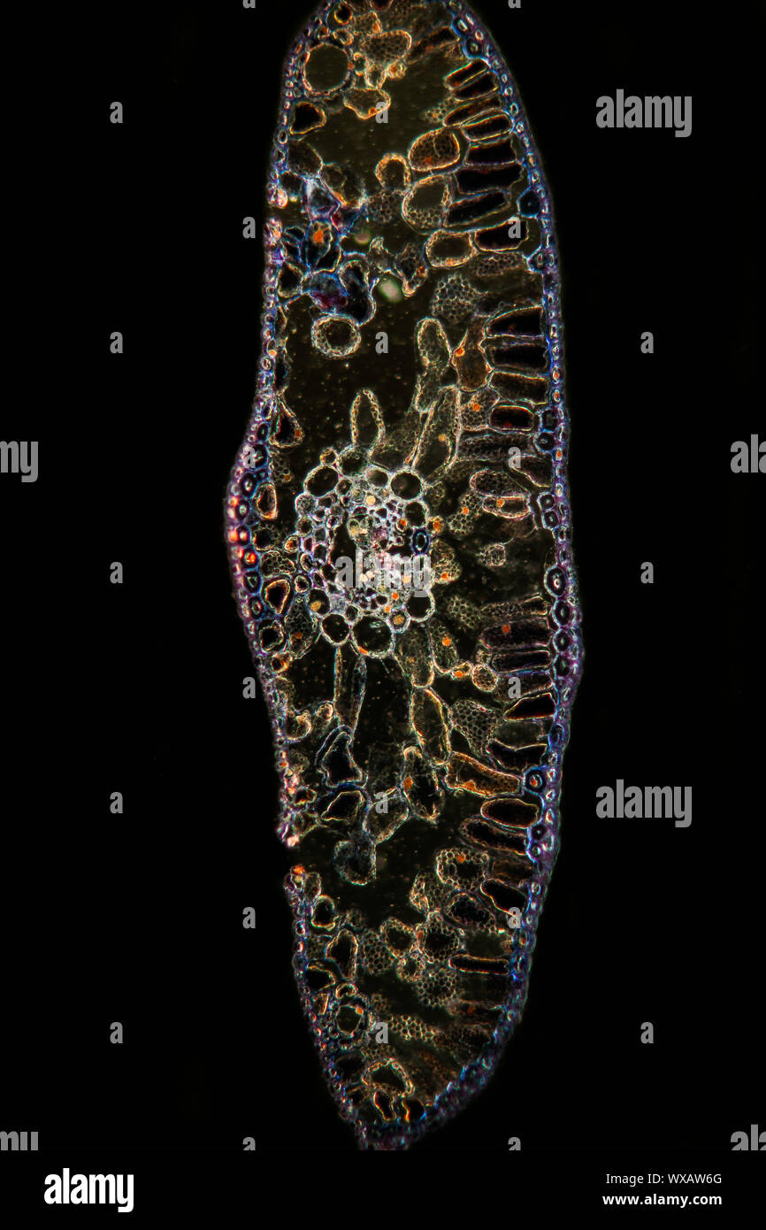 Les conifères de section de l'aiguille sous le microscope 50x Banque D'Images