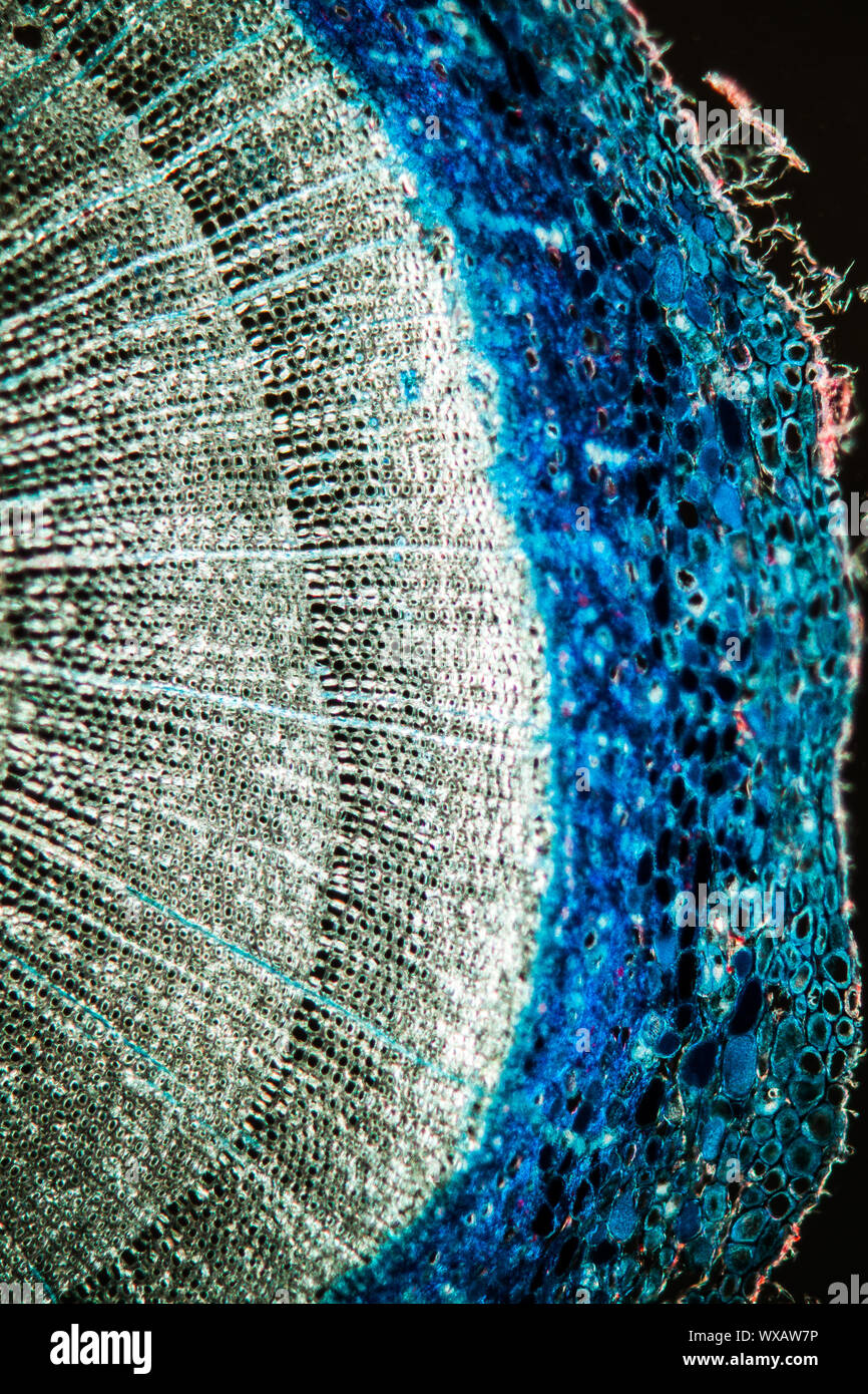 La section transversale du tronc de mélèze sous le microscope 100x Banque D'Images
