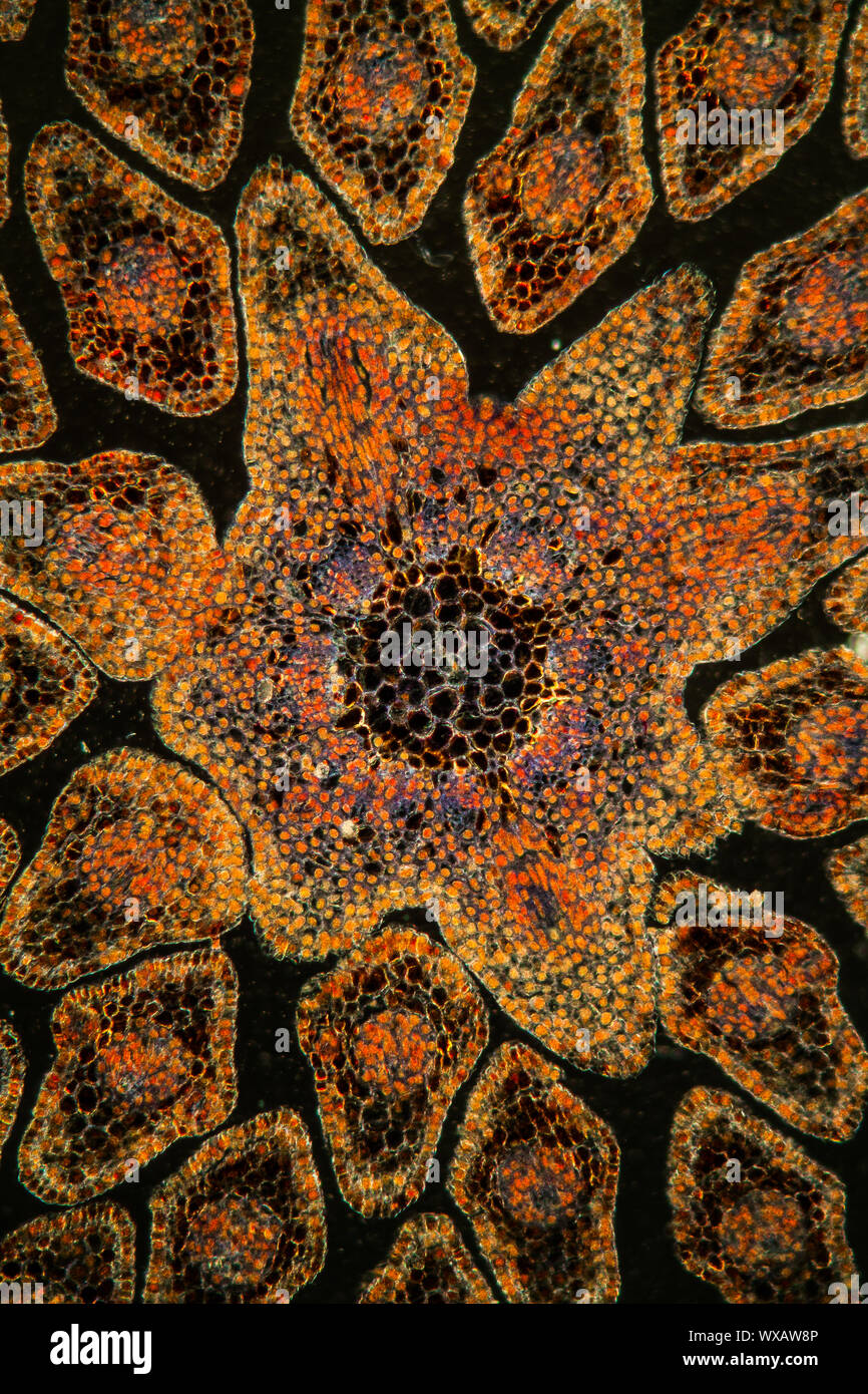 Les conifères de l'extrémité sous le microscope 100x Banque D'Images