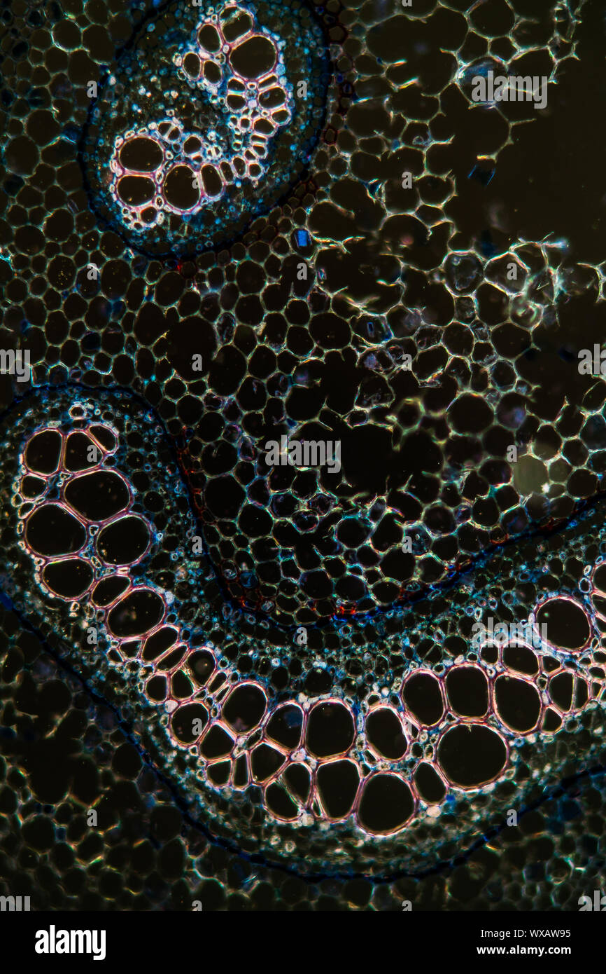 Bracken sprout cross section sous le microscope 100x Banque D'Images