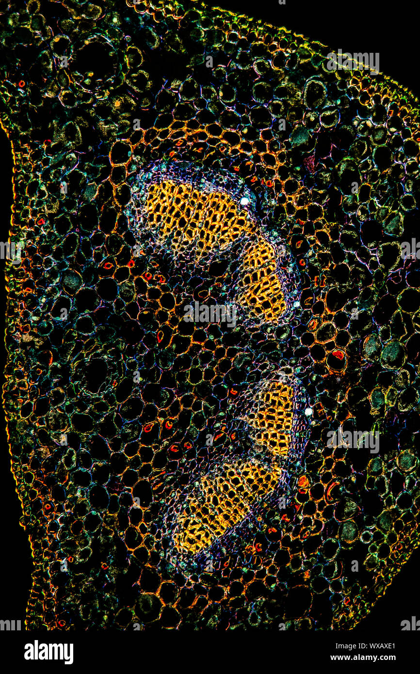 La section transversale de la feuille sous le microscope 100x Banque D'Images