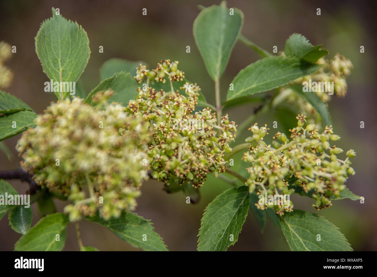 Les arbustes à fleurs comme umbelliferae au bord de la forêt Banque D'Images