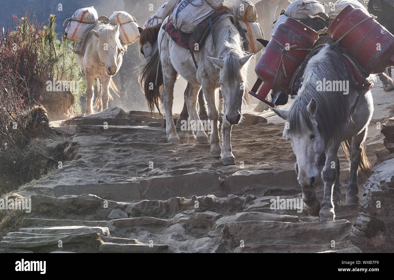 Chevaux transportant la charge sur une route au Népal Banque D'Images