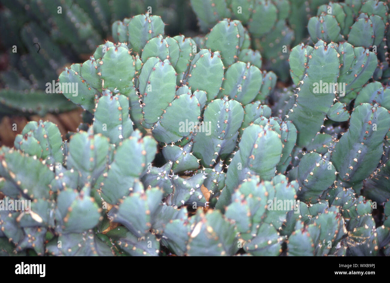 L'euphorbe ésule Euphorbia dans le désert Banque D'Images
