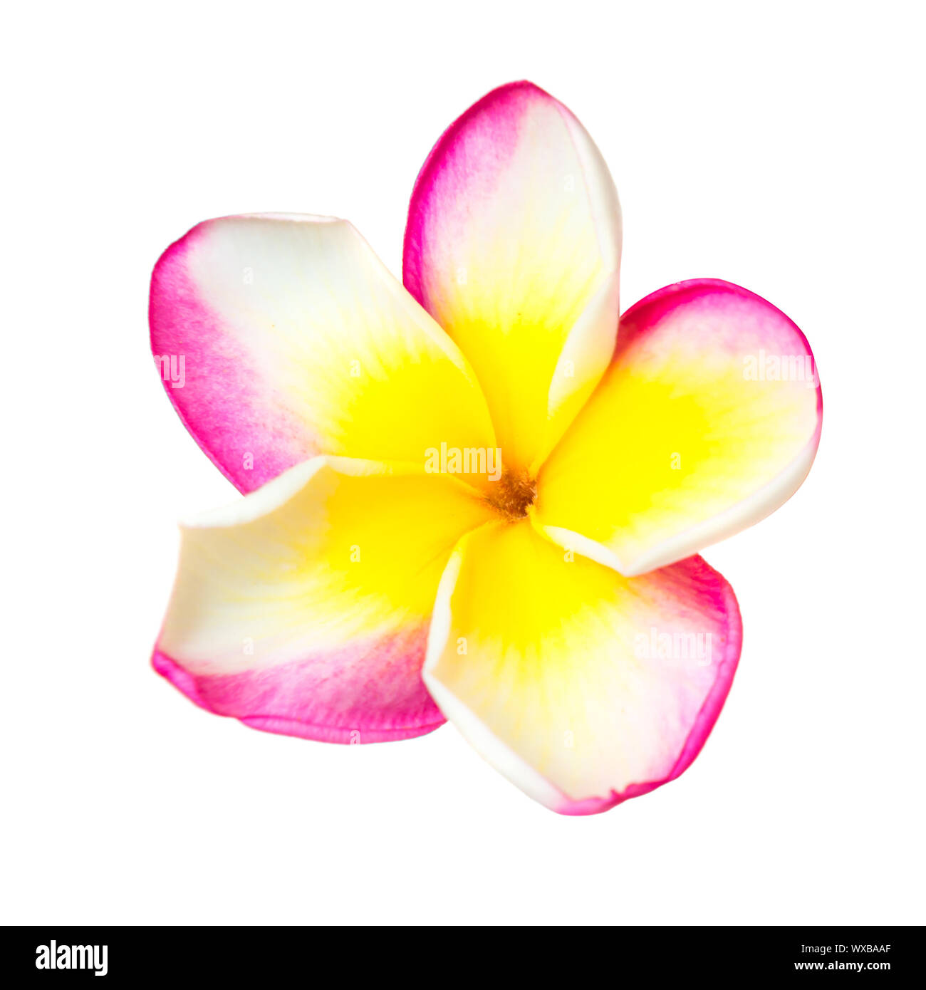 Plumeria flower rose et jaune Banque D'Images