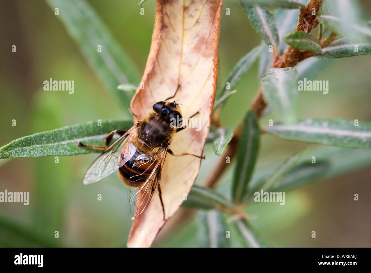 Il s'agit d'une mouche sur une plante Banque D'Images