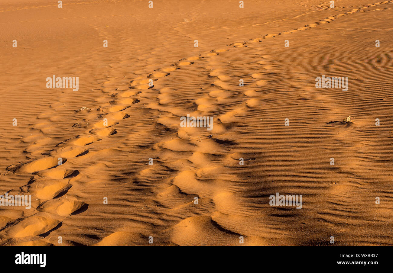 Des empreintes de pas dans les dunes de sable Banque D'Images
